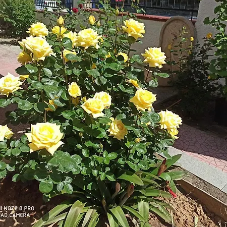 Olga's Olympus And Garden View *